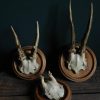 Set of 3 antique roebuck antlers