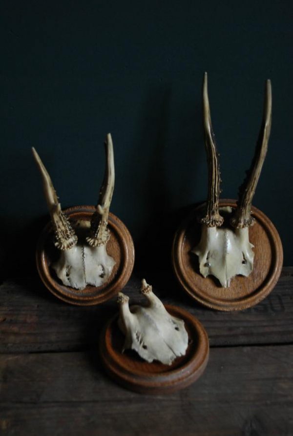 Set of 3 antique roebuck antlers