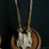 Set of 3 antique roebuck antlers