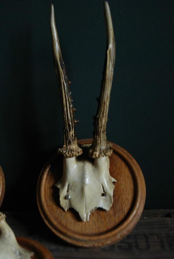 Set of 3 antique roebuck antlers