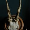 Set of 3 antique roebuck antlers