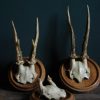 Set of 2 antique deer antlers mounted on exclusive hand carved panels.