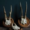 Set of 3 antique roebuck antlers