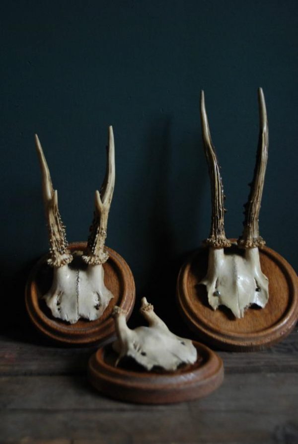 Set of 3 antique roebuck antlers