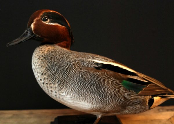 Beautiful stuffed teal.