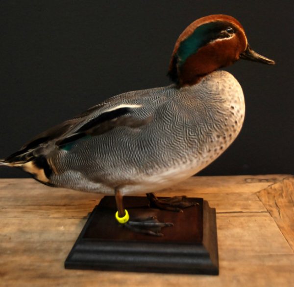 Beautiful stuffed teal.