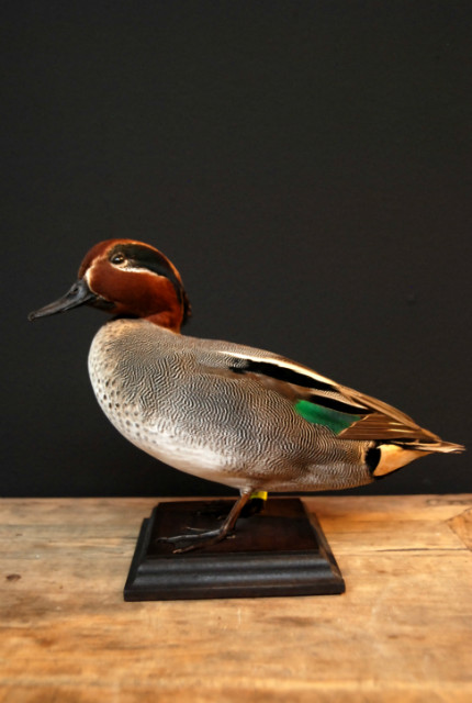 Beautiful stuffed teal.