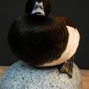 Beautiful stuffed tufted duck..