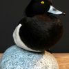 Beautiful stuffed tufted duck..