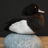 Beautiful stuffed tufted duck..