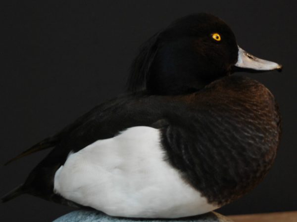 Beautiful stuffed tufted duck..