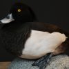 Beautiful stuffed tufted duck..