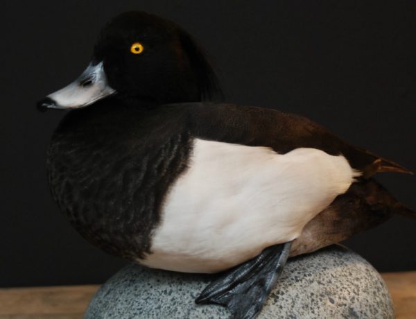 Beautiful stuffed tufted duck..