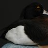 Beautiful stuffed tufted duck..