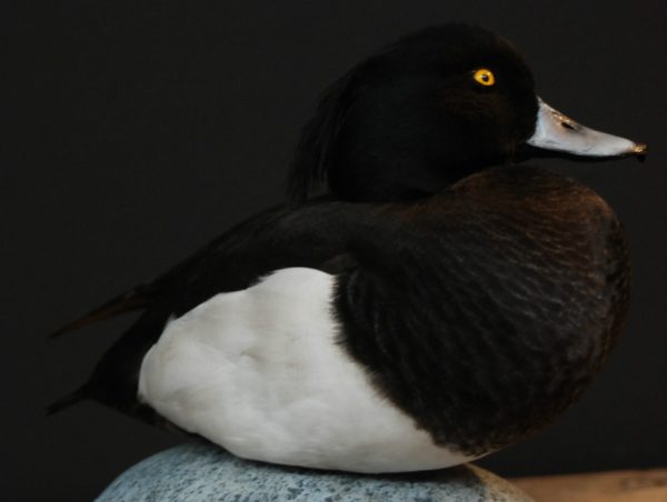 Beautiful stuffed tufted duck..