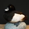 Beautiful stuffed tufted duck..