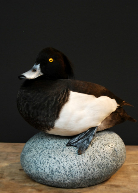 Beautiful stuffed tufted duck..