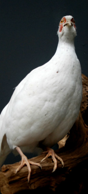 Beautiful stuffed white pheasant.