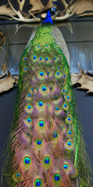 Impressive stuffed peacock.
