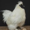 Beautiful stuffed silk rooster.