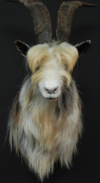 Recently stuffed goat