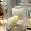 Stuffed parakeet with glass dome..