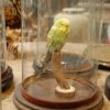 Stuffed parakeet with glass dome..