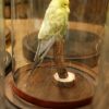Stuffed parakeet with glass dome..