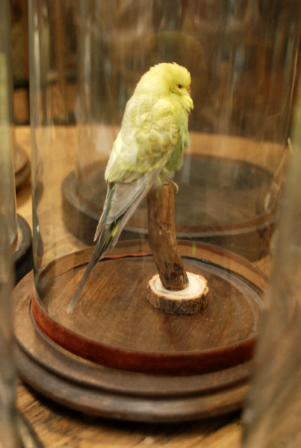 Stuffed parakeet with glass dome..
