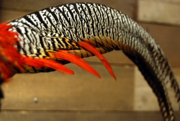 Zeer mooie lady Amhers fazant