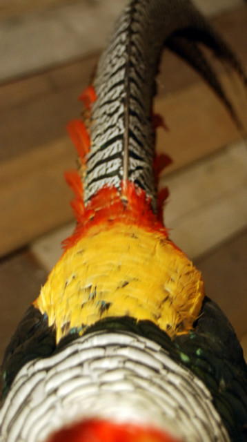 Zeer mooie lady Amhers fazant
