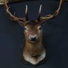 Large stuffed head of a fallow deer. Beautiful older head with a very capital pair of antlers.