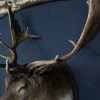 Large stuffed head of a fallow deer. Beautiful older head with a very capital pair of antlers.