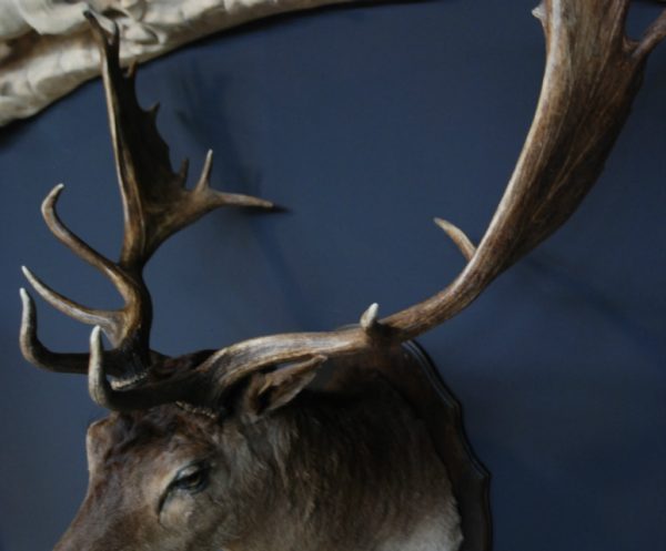 Large stuffed head of a fallow deer. Beautiful older head with a very capital pair of antlers.