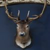 Large stuffed head of a fallow deer. Beautiful older head with a very capital pair of antlers.