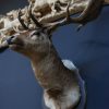 Large stuffed head of a fallow deer. Beautiful older head with a very capital pair of antlers.