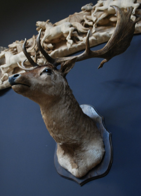 Large stuffed head of a fallow deer. Beautiful older head with a very capital pair of antlers.