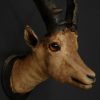 Unique old Victorian stuffed head of an ibex.