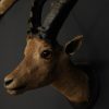 Unique old Victorian stuffed head of an ibex.