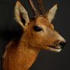 Vintage stuffed head of a beautiful buck.