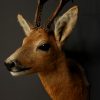 Vintage stuffed head of a beautiful buck.