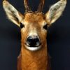 Vintage stuffed head of a beautiful buck.