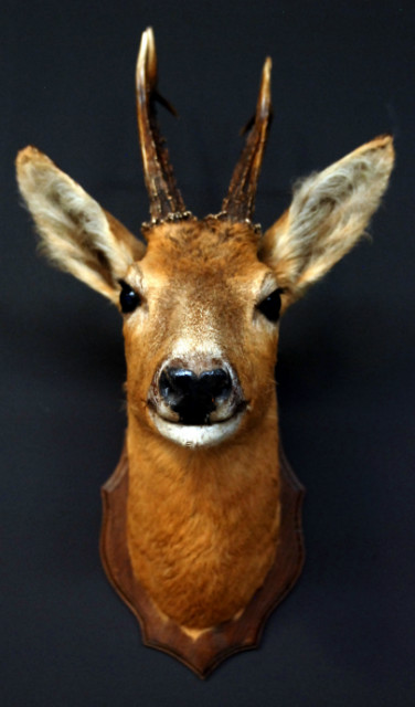 Vintage stuffed head of a beautiful buck.