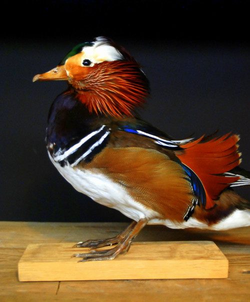 Mounted mandarin duck. Cute duckling which is mounted on a wooden panel.