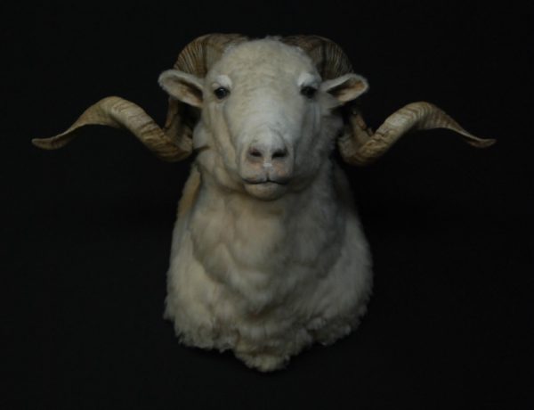 Very impressive stuffed head of a merino ram.