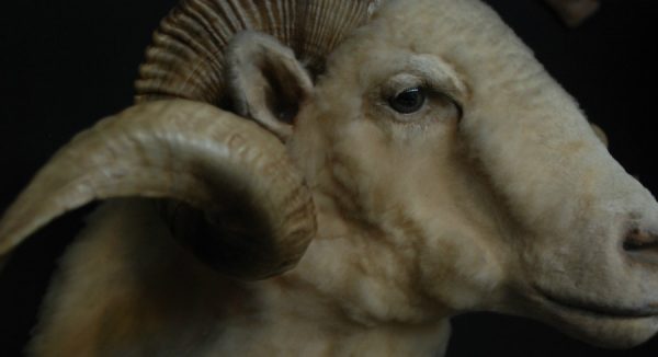 Very impressive stuffed head of a merino ram.