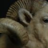 Very impressive stuffed head of a merino ram.