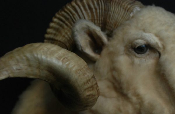 Very impressive stuffed head of a merino ram.