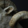 Very impressive stuffed head of a merino ram.