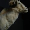 Very impressive stuffed head of a merino ram.